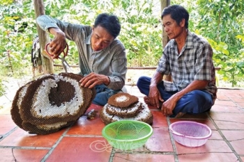Gặp những người "cả gan" săn ong vò vẽ trong rừng U Minh Hạ