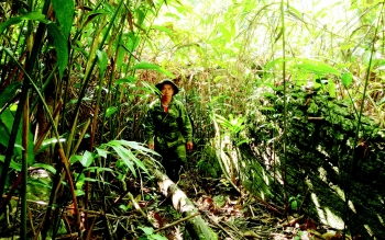 hanh trinh gia biet cay thuoc phien cua dong bao vung cao son la