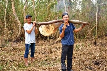 ban ly lich vo cung dac sac cua nghe an ong o xu u minh ha