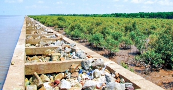 ca mau khoi phuc rung phong ho ven bien