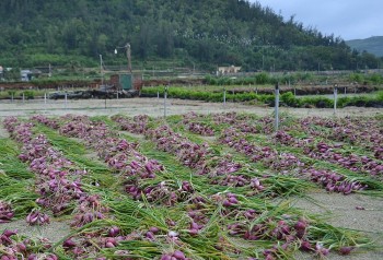 80 ha hành tím ở đảo Lý Sơn bị ngập sâu trong nước