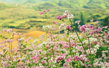 ha giang le hoi hoa tam giac mach voi chu de sac hoa cao nguyen da