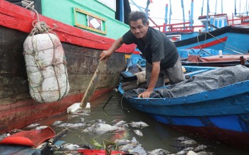 Phú Yên: Ngư dân thiệt hại lớn do cá mú sốc mặn chết hàng loạt