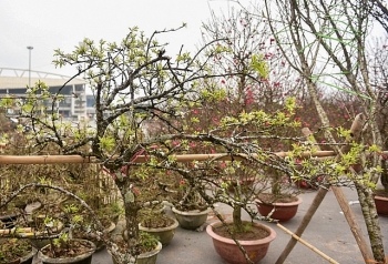 xu ly nghiem nguoi chat dao rung cho ve xuoi choi tet nguyen dan