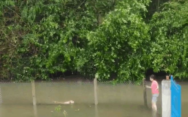Video: Chú chó bơi hơn 1km nước lũ đi tìm chủ và màn hội ngộ cảm động rơi nước mắt