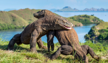 komodo loai rong doc nhat trong doi thuc