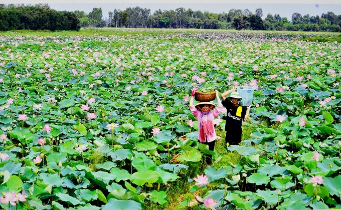 bulgaria tai tro gan 1 ti dong cho du an tao sinh ke tu hoa sen viet