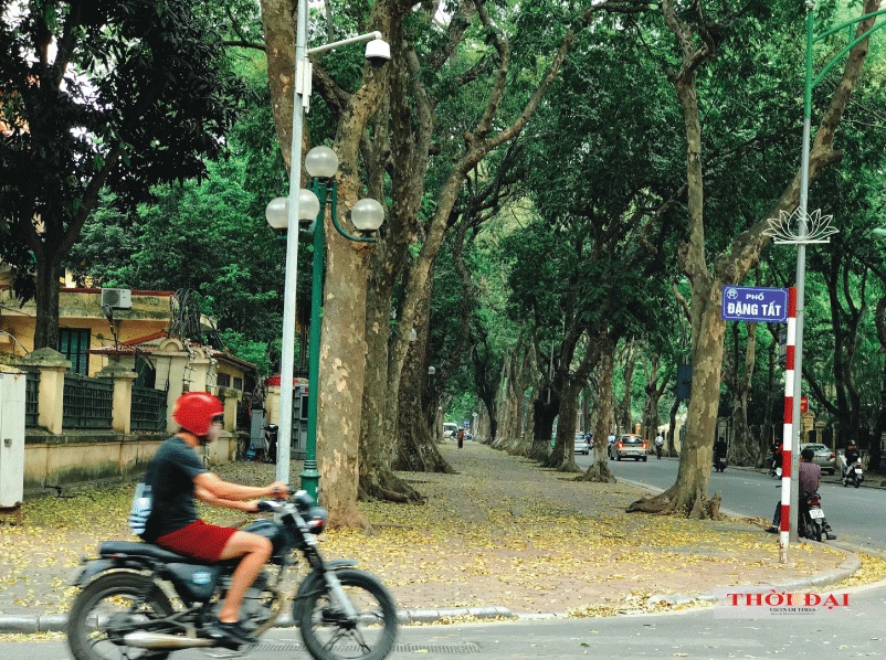 nguoi ha noi keo nhau den con duong lang man nhat thu do mua sau thay la