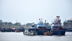 vuon khoi bam bien gap kho vi thieu hut lao dong