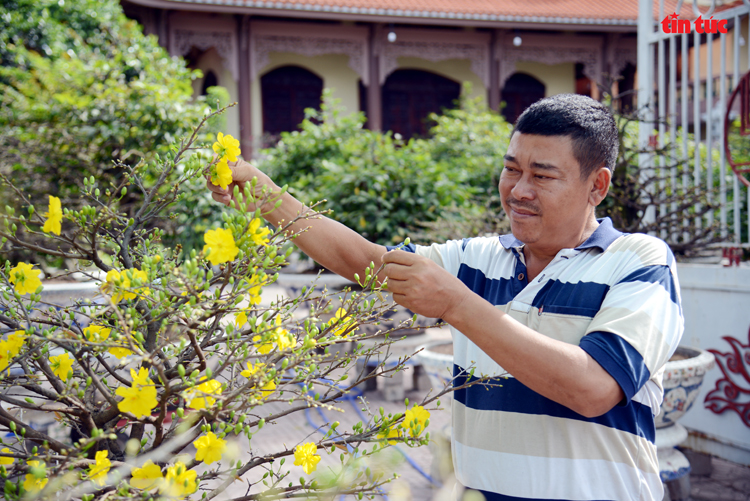 Làng trồng mai vàng thành phố Hồ Chí Minh tất bật vào vụ Tết