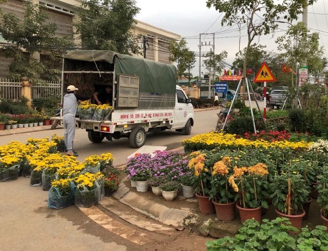 Làng hoa Xuân Quan nhộn nhịp vào vụ Tết