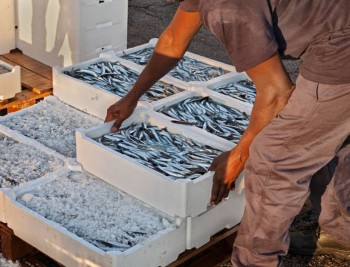 ninh thuan nang cao hieu qua kinh te tu nuoi trong thuy san