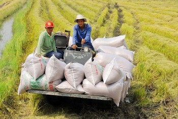 Giá gạo xuất khẩu của Việt Nam tăng ấn tượng