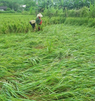 Quảng Ngãi: hơn 2.700 ha lúa bị ngập, ngã đổ sau mưa lớn