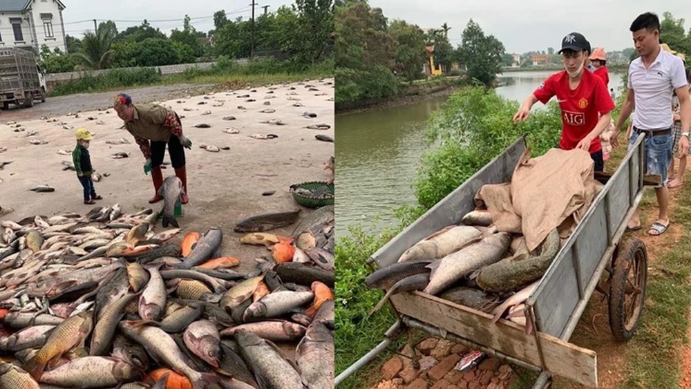 "Phiên chợ" lạ bán cá không cần cân ở Bắc Giang