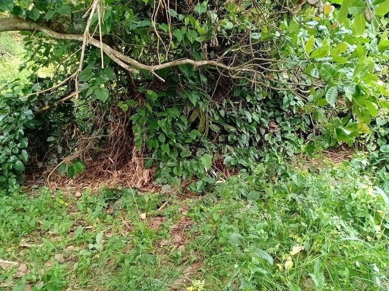 Bình Phước: Đã xác định danh tính thi thể không đầu trong vườn điều
