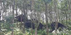 Liên bang Đức tài trợ hơn 47 tỷ đồng để bảo tồn đa dạng sinh học rừng tại Huế