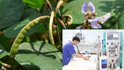 Phú Thọ: Ăn hạt củ đậu, hai anh em ruột bị ngộ độc nặng