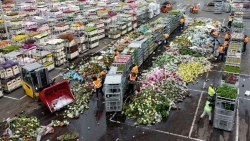 Hà Lan hủy bỏ hàng triệu bông hoa tulip mỗi ngày vì COVID-19