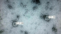 Virus corona gây dịch COVID-19 ở Việt Nam đã tiến hóa