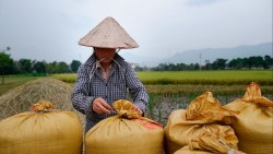 Bộ Công thương phản hồi về việc "không tiếp thu" ý kiến góp ý khi xuất khẩu gạo