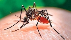 6 ngộ nhận "chết người" về bệnh sốt xuất huyết