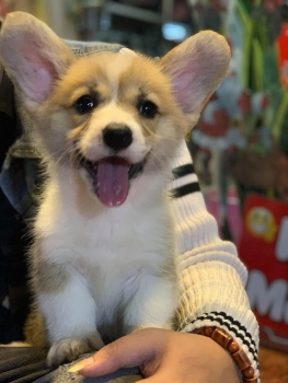 tu 204 phat toi 6 trieu dong voi to chuc co hanh vi danh dap hanh ha tan nhan vat nuoi