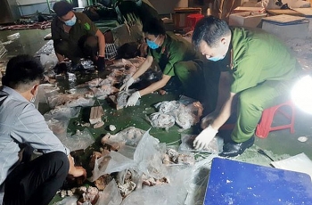 Phát hiện gần 100 kg ma tuý trong dạ dày lợn tại Hà Nội