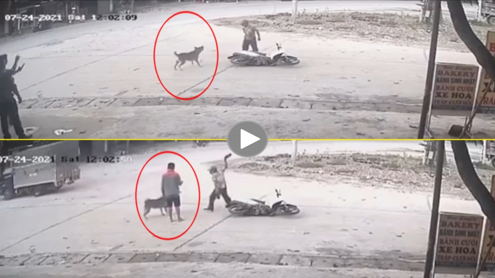 Thanh niên đi xe máy bất ngờ bị chó tấn công giữa đường
