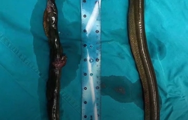 nguoi dan ong nguy kich vi nuot luon song chua tao bon