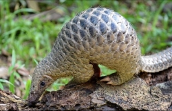 te te co the la vat chu trung gian truyen virus crona