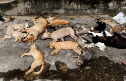 bat 2 anh em ruot bo ba bat trom hang chuc con cho meo