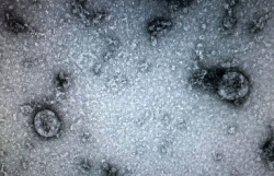 viet nam la 1 trong 4 quoc gia phan lap thanh cong covid 19