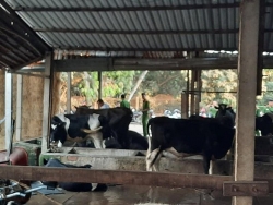 chu con bo bi tuan khi ban chet doi boi thuong 40 trieu