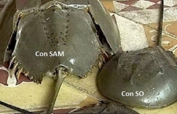 be gai 8 tuoi tu vong ca nha nhap vien nghi do an sam bien