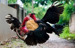 nam thanh nien bi bat nhot danh dap suot dem vi nghi trom 4 con ga