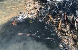 Ô nhiễm nước Sông Đà: Thủ tướng yêu cầu điều tra, xử lý nghiêm vi phạm