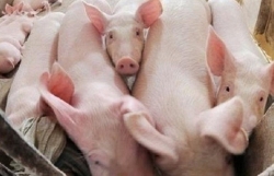 tu 112020 han che gay so hai dau don cho vat nuoi truoc khi bi giet mo