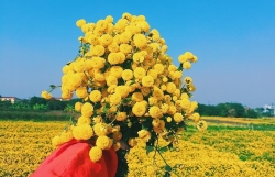 ngam canh dong cuc tien vua ruc vang don tet