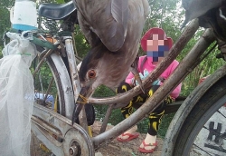 10 to chuc trong linh vuc bao ton kien nghi 7 hanh dong chong dich covid 19
