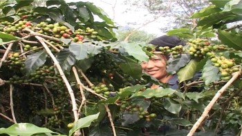 muong ang dien bien lan dau ca phe duoc ca mua lan gia