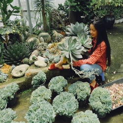 Ngẩn ngơ ngắm nhìn khu vườn 1000m2 trồng sen đá và xương rồng đẹp như mơ của cô gái trẻ ở Đà Lạt