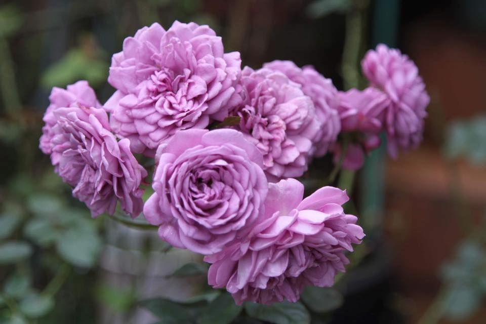 Choáng ngợp trước khu vườn trăm gốc hồng dịu dàng trong sắc nắng miền Trung