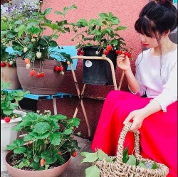 Khu vườn nhỏ xíu góc nào cũng đầy hoa và dâu tây chín mọng của cô gái Việt định cư ở Nhật Bản