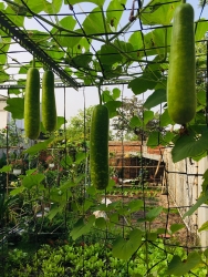 Vườn rau xanh mướt bất chấp nắng nóng mùa hè của người phụ nữ đảm đang ở Tây Ninh