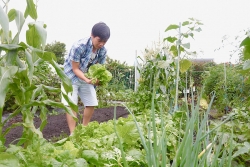 Khu vườn ngập tràn rau xanh quả sạch tươi tốt của chàng kỹ sư Việt sang Nhật làm "nông dân"