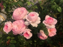 Ngắm vườn hồng rực nắng của người phụ nữ yêu hoa tại Hải Phòng