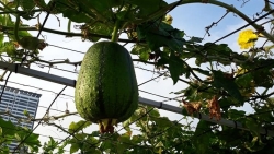 Bí quyết trồng rau tươi tốt, quả trĩu trịt giàn trên sân thượng 80m2 ở Vũng Tàu