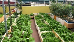Sân thượng 70m2 trồng đủ loại rau quả ở Hà Nội