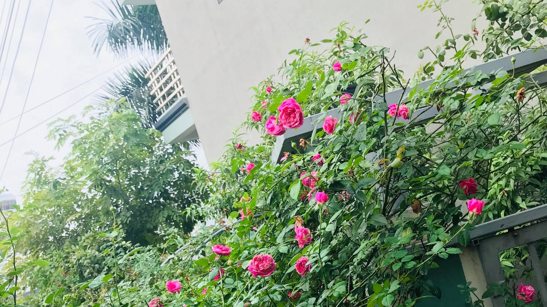 Vườn hồng 100m2 đẹp như cổ tích ở Hạ Long